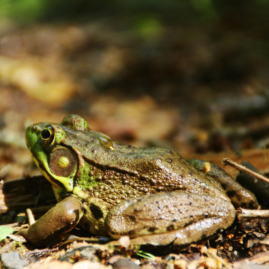 Wildlife Photograph - Bull Frog by Leslie Kennedy