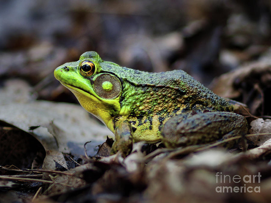 Bull Frog Photograph by Mark Miller