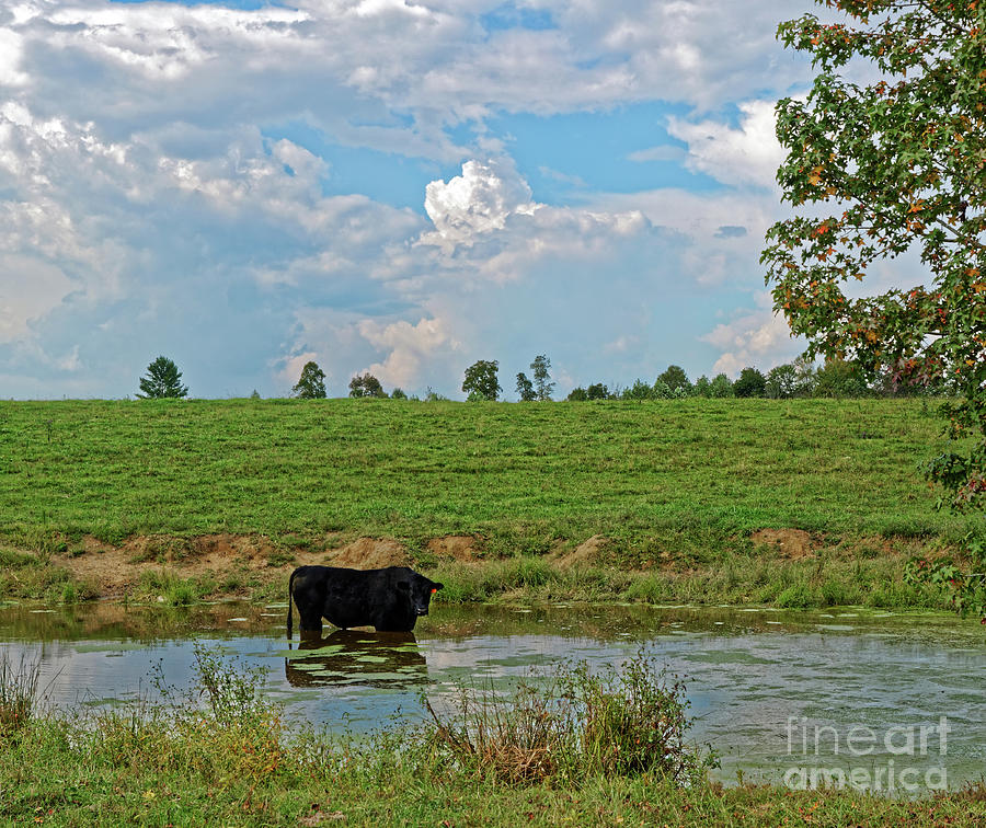Bull In A Pond Photograph