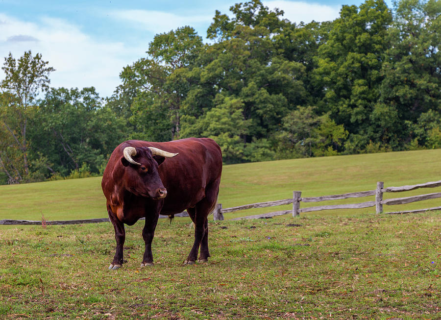 Bull in Field Photograph by Ed Clark