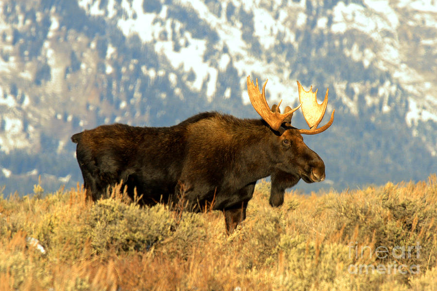 Bull In The Teton Golden Fields Photograph by Adam Jewell