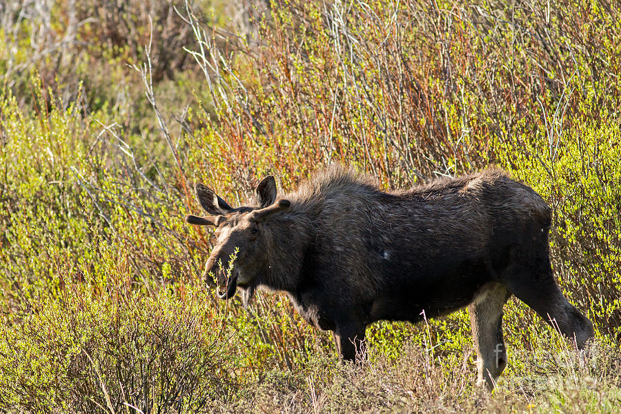 Moose Photograph - Bull in the Willows by Natural Focal Point Photography