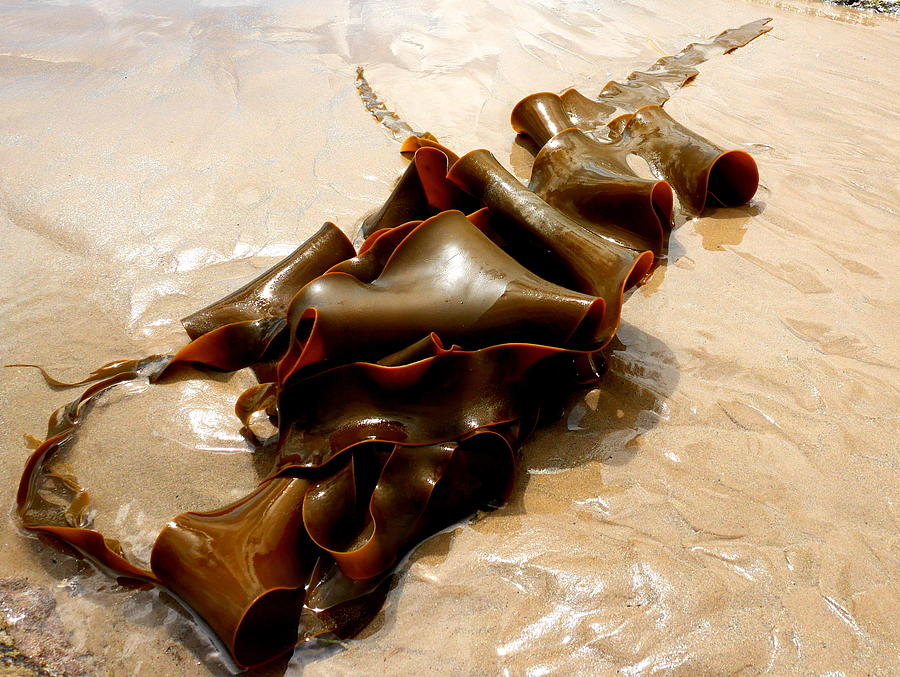 Bull Kelp 2 Photograph by Lexa Harpell