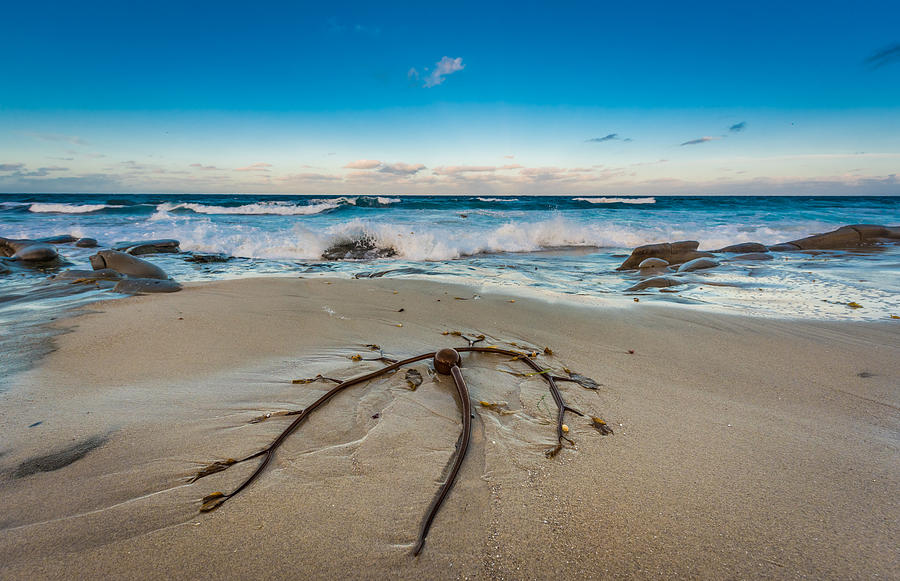 Bull Kelp Photograph by David Downs
