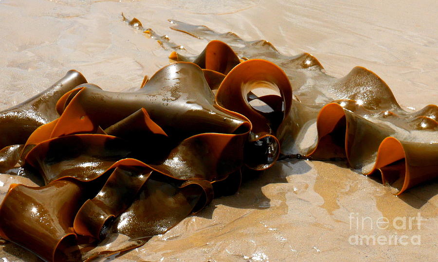 Bull Kelp and Sea Life Photograph by Lexa Harpell