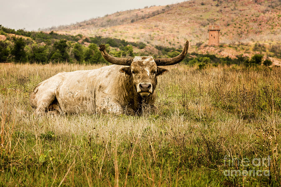 Bull Longhorn Photograph by Tamyra Ayles