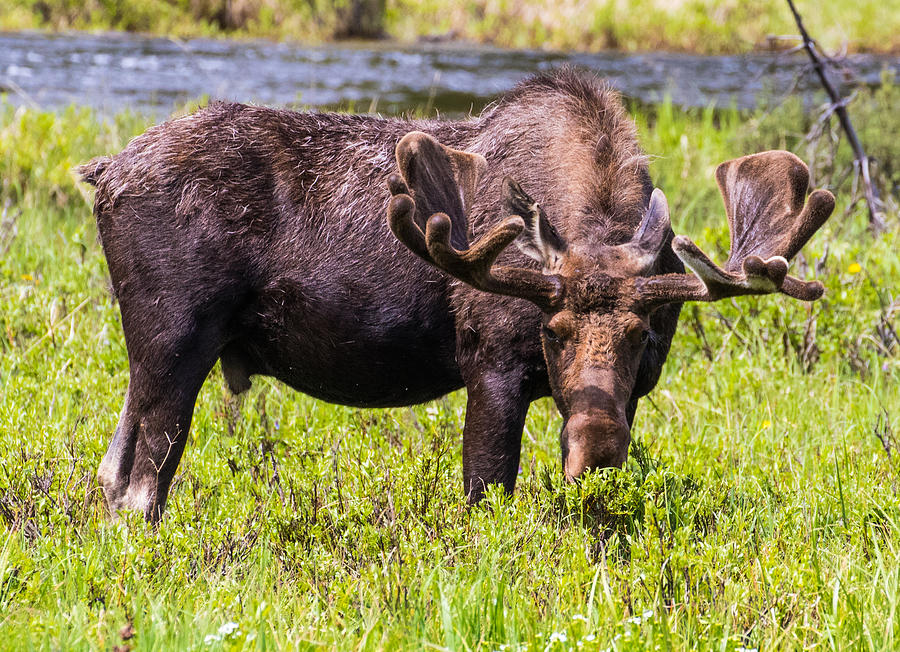 Bull Moose #3 Photograph by Mindy Musick King