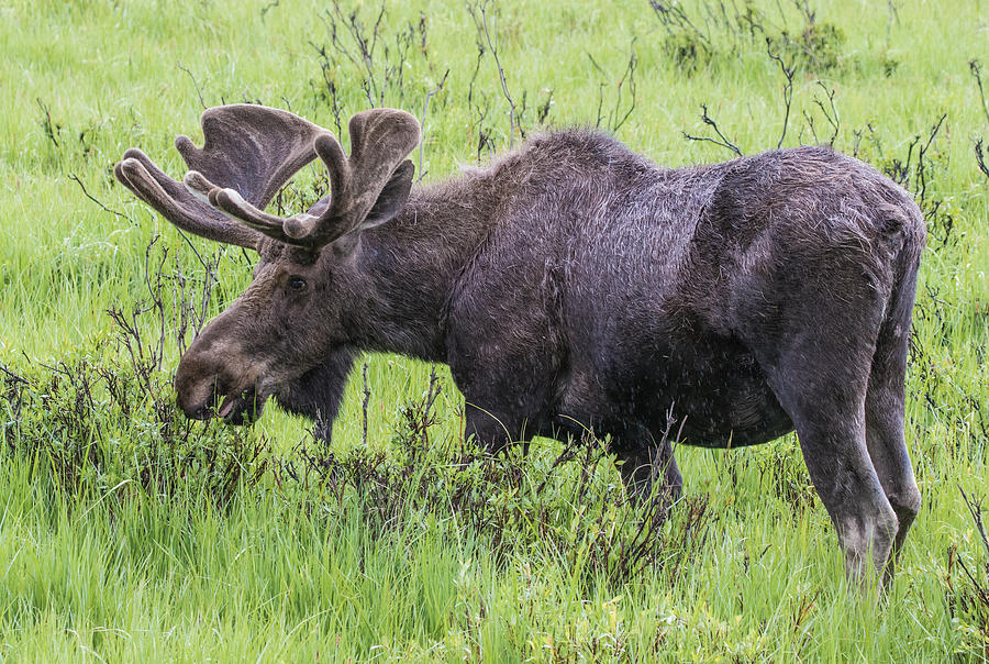 Bull Moose #4 Photograph by Mindy Musick King