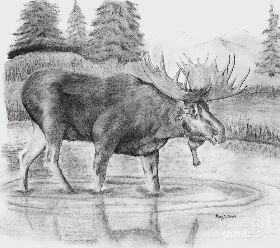 Moose Drawing by Heather Edwards - Pixels