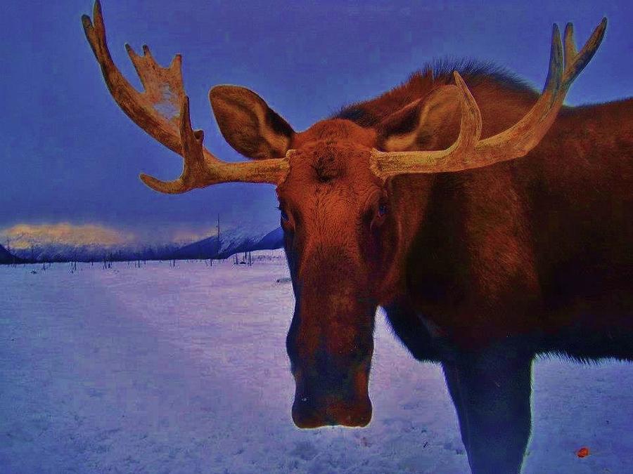 Bull Moose Alaska Photograph by Janice Heinzelman - Fine Art America