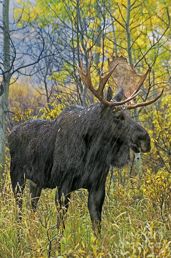 Bull Moose Alces Alces Fall Wild Wyoming Photograph by Dave Welling