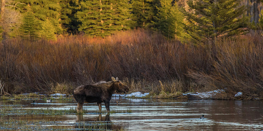 bull Moose And Friends At Sunset Photograph by Yeates Photography