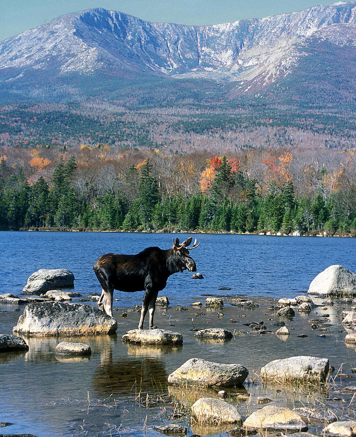 Bull Moose and Mount Katahdin Photograph by John Burk