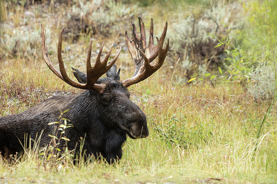 Bull Moose at rest Photograph by Rodney Cammauf