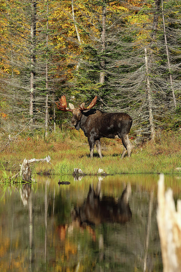 Bull Moose at the Pond Photograph by Duane Cross
