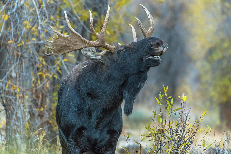 Bull Moose Autumn Love Photograph by Yeates Photography