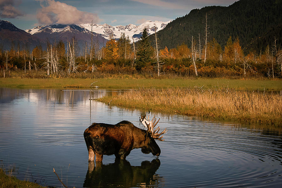 Bull Moose Photograph by Benjamin Dahl