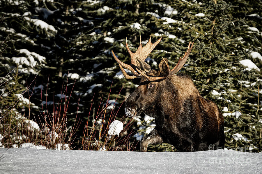 Bull Moose Photograph