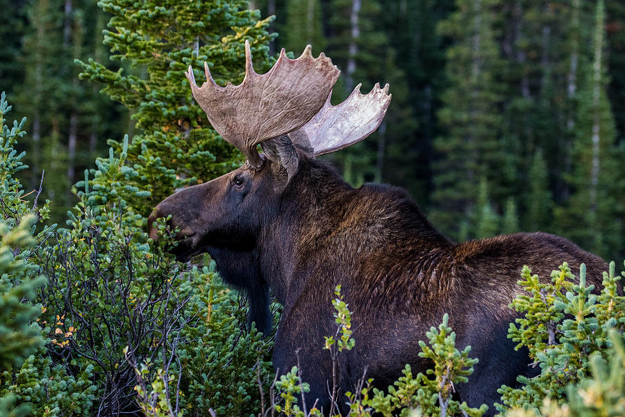 Bull Moose Browsing #1 Photograph by Mindy Musick King