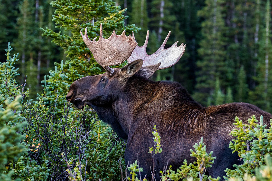 Bull Moose Browsing #2 Photograph by Mindy Musick King