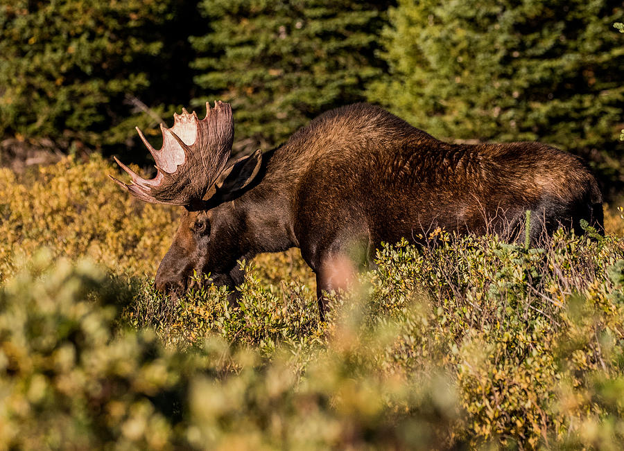 Bull Moose Browsing #3 Photograph by Mindy Musick King