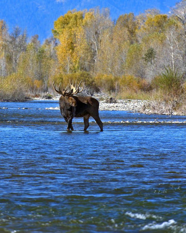 Bull Moose Crossing Photograph by Gary Langley