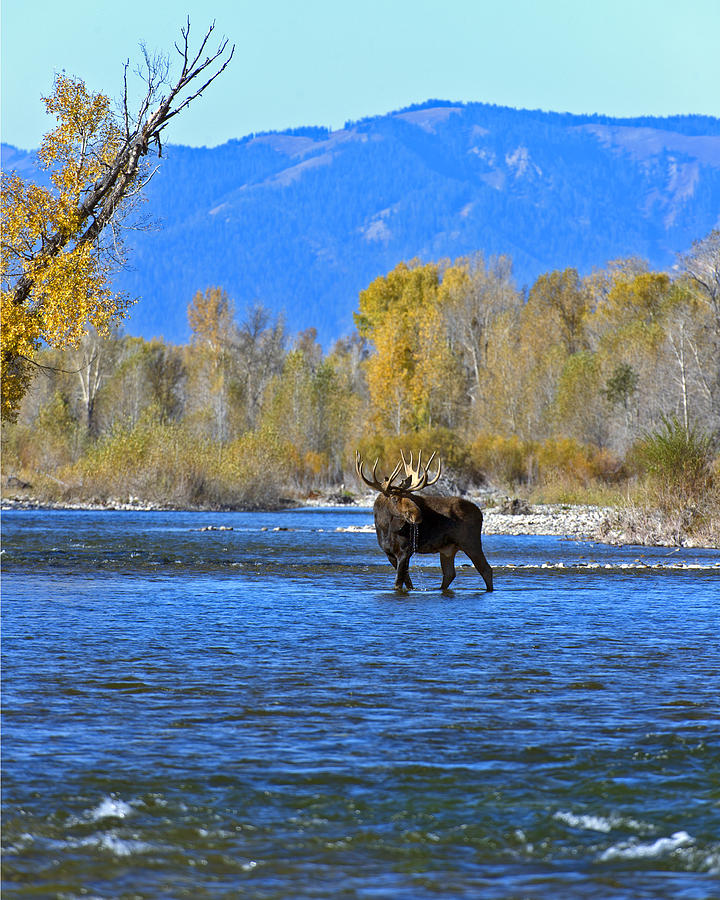 Moose Photograph - Bull Moose Crossing River by Gary Langley