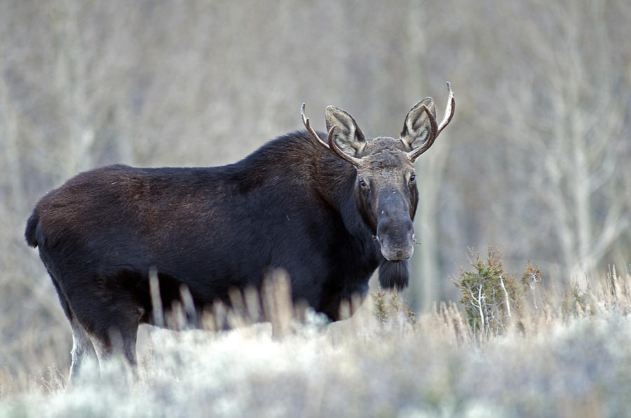 Bull Moose Digital Art by Earl Nelson