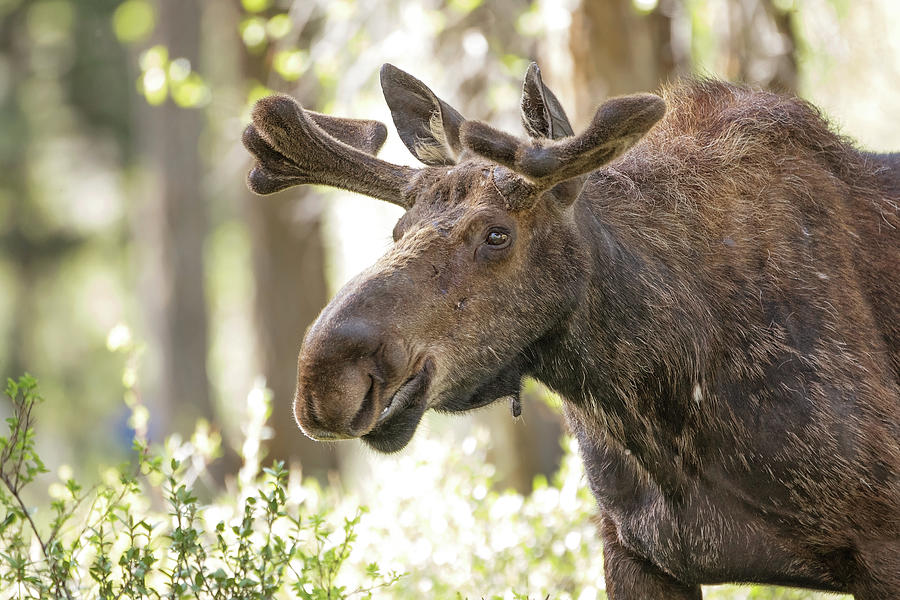 Bull Moose Photograph by Eilish Palmer