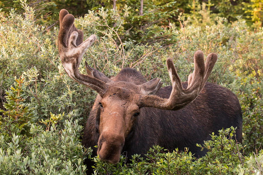 Bull Moose Gives Curious Look Photograph by Tony Hake