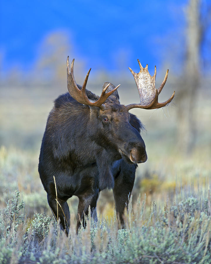 Bull Moose Giving the Eye Photograph by Gary Langley