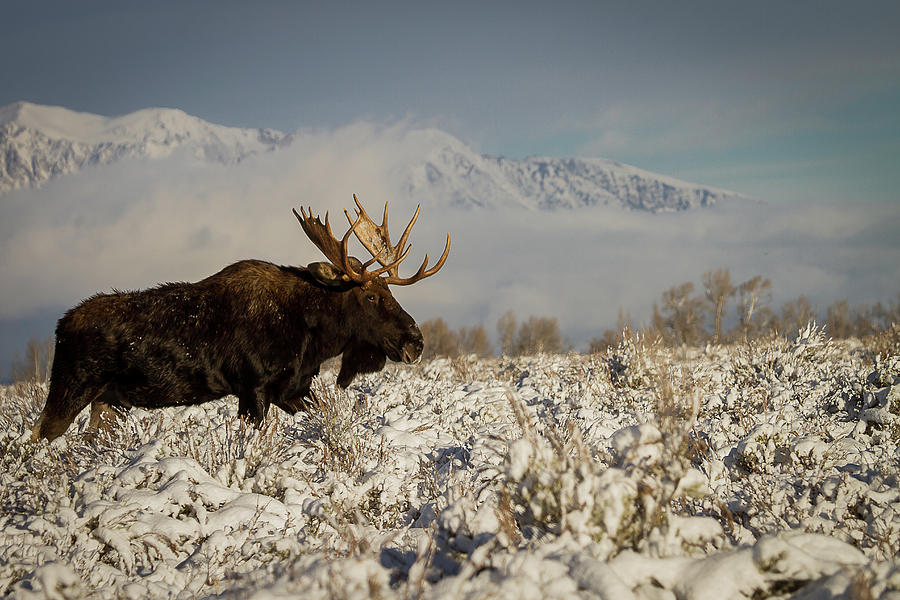Bull Moose, Grand Teton National Park Photograph by Benjamin Dahl