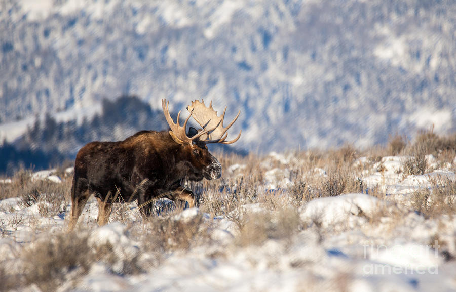 Bull Moose - Grand Teton National Park Photograph by Bret Barton