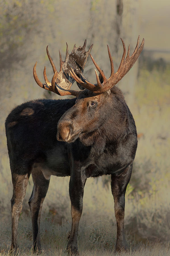 Bull Moose Grand tetons Photograph by Gary Langley