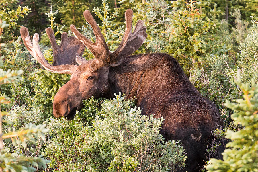 Bull Moose Grazes in the Forest Photograph by Tony Hake