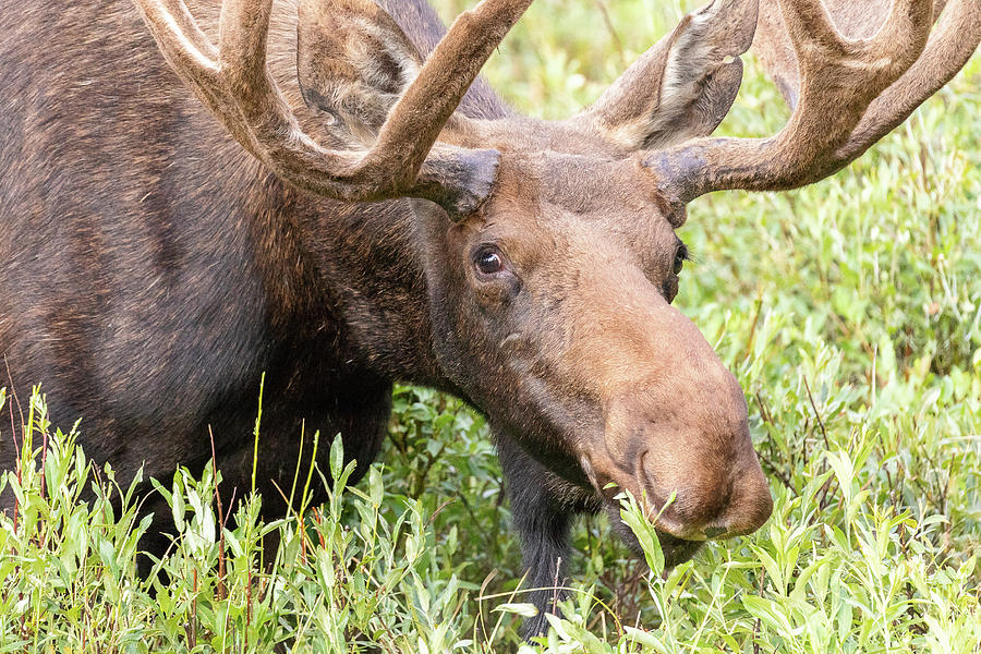 Bull Moose Grazes Up Close Photograph by Tony Hake