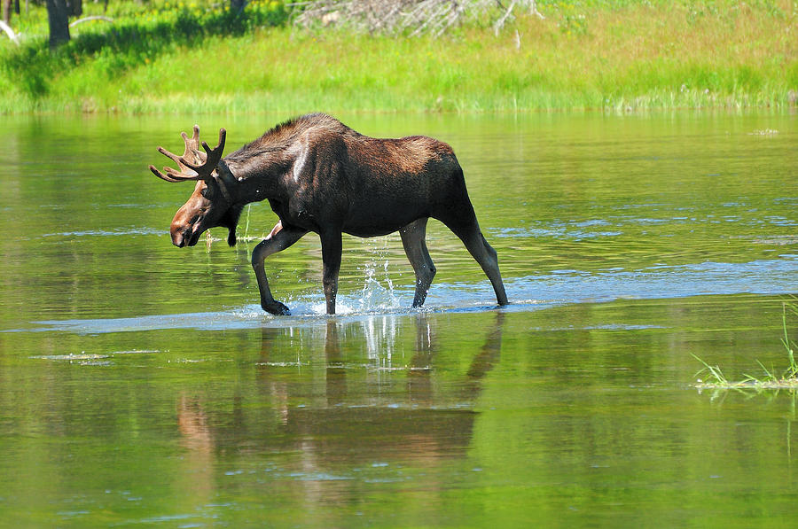 Yellowstone National Park Photograph - Bull Moose by Greg Norrell