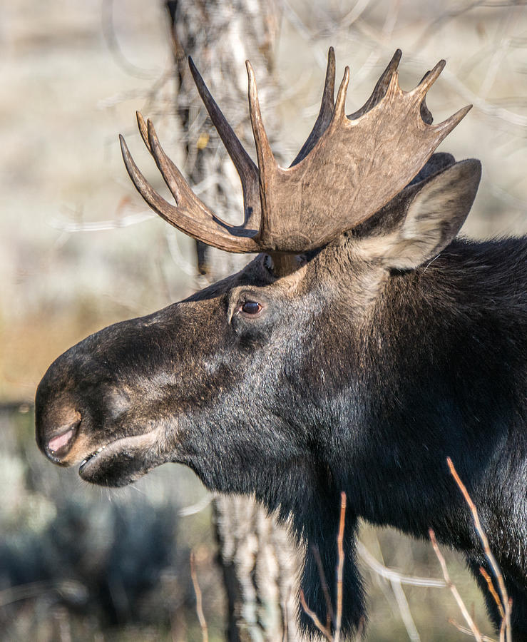moose head profile