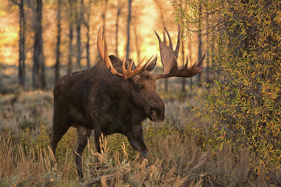 Bull Moose in Autumn Photograph by Luis A Ramirez