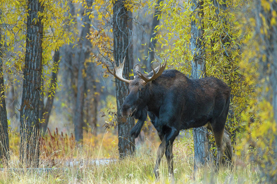 Bull Moose In Autumn Rain Photograph by Yeates Photography