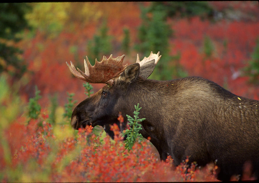 Bull Moose in Fall Foliage Photograph by Howie Garber - Fine Art America