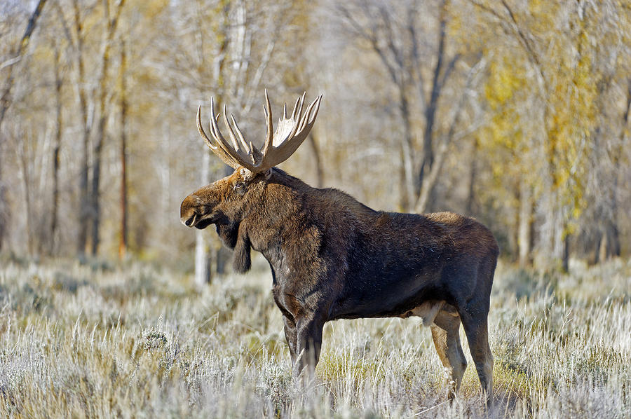 Bull Moose in Fall Photograph by Gary Langley
