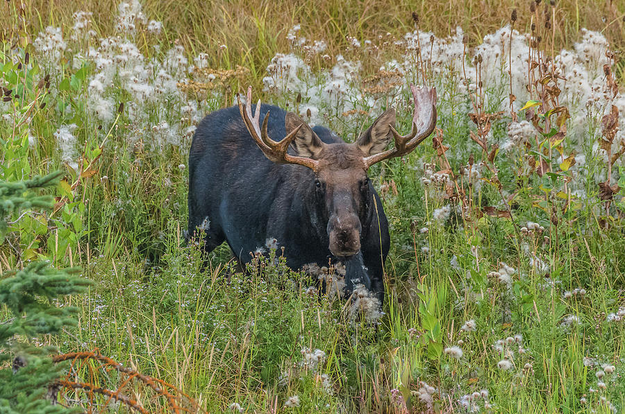 Bull Moose In Fall Meadow Photograph by Yeates Photography