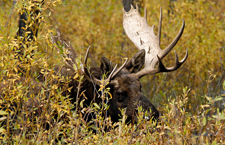 Grand Teton National Park Photograph - Bull Moose in Hiding by Larry Ricker