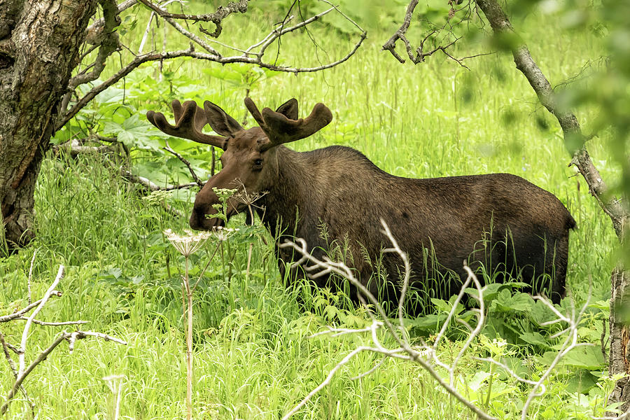 Bull Moose in Kincaid Park Photograph by Belinda Greb - Pixels