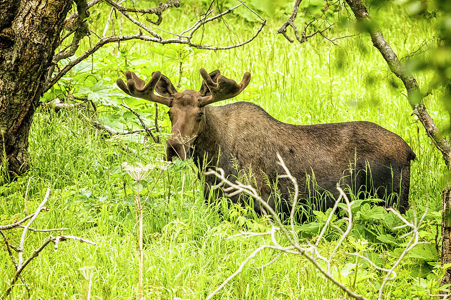 Bull Moose in Kincaid Park, No. 2 Photograph by Belinda Greb