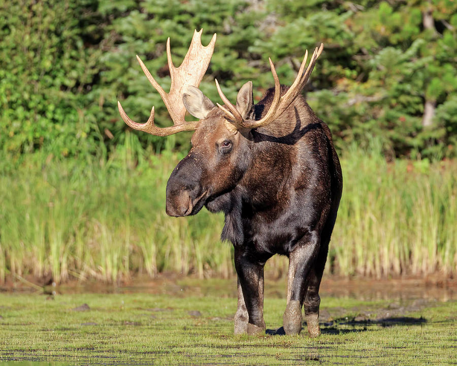 Bull Moose in Prime Photograph by Jack Bell