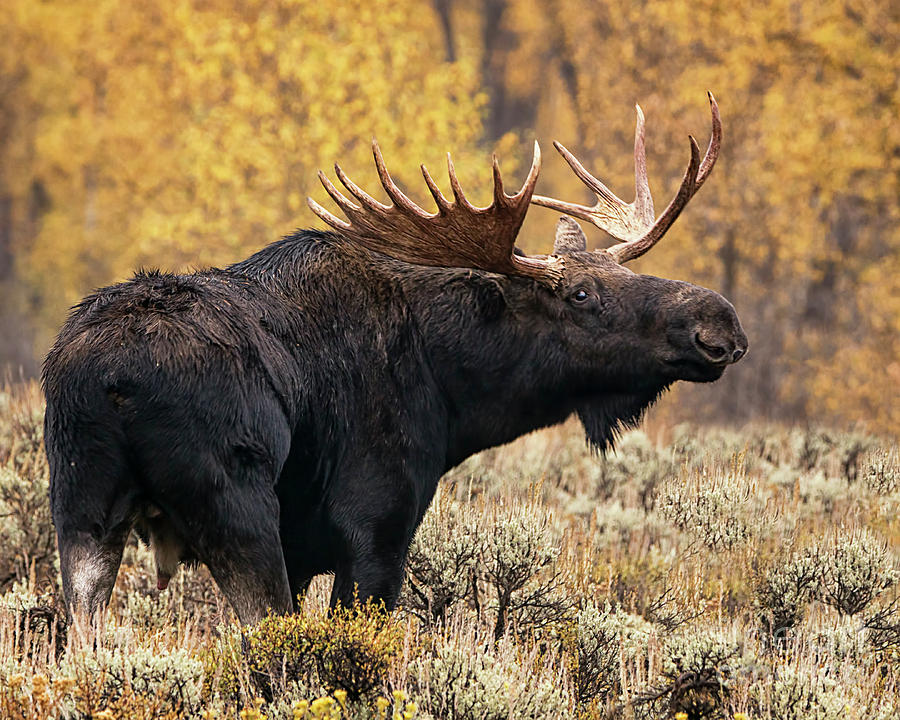 Bull Moose in Rut Photograph by Priscilla Burgers