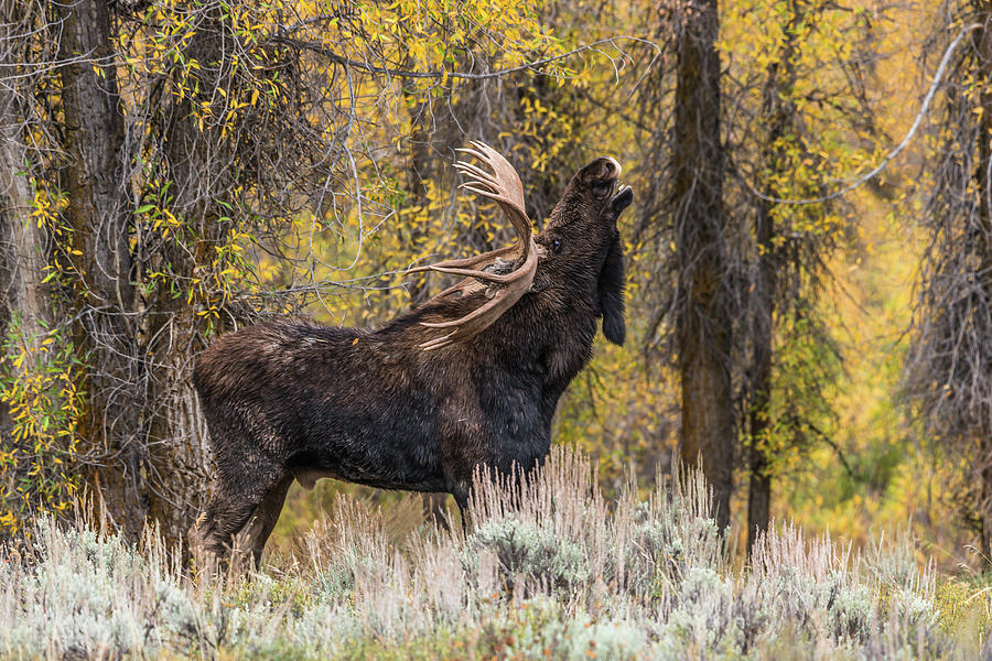 Bull Moose In Rut Photograph by Yeates Photography