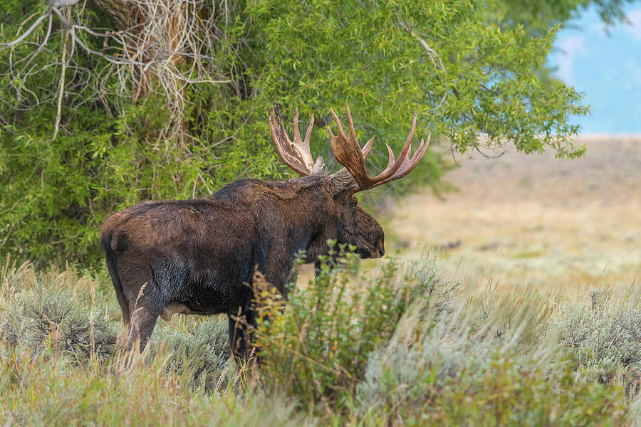 Bull Moose In September Photograph by Yeates Photography